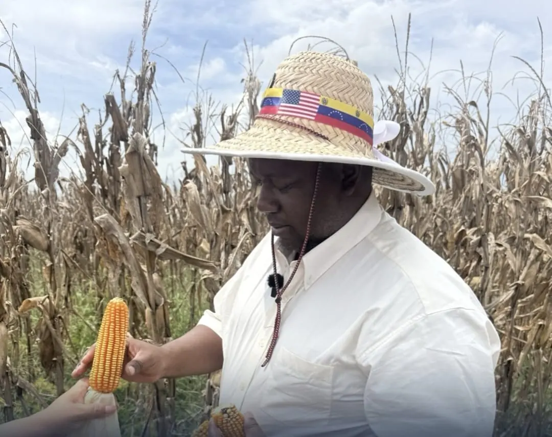 Un visitante examina una mazorca de maíz en el campo y lleva un sombrero con las banderas de Venezuela y Estados Unidos.